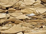 Cardboard Recycling in High Point, North Carolina